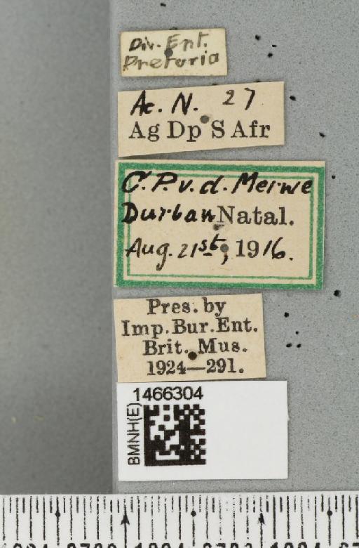 Ceratitis (Pterandrus) Bezzi, 1918 - BMNHE_1466304_label_26915