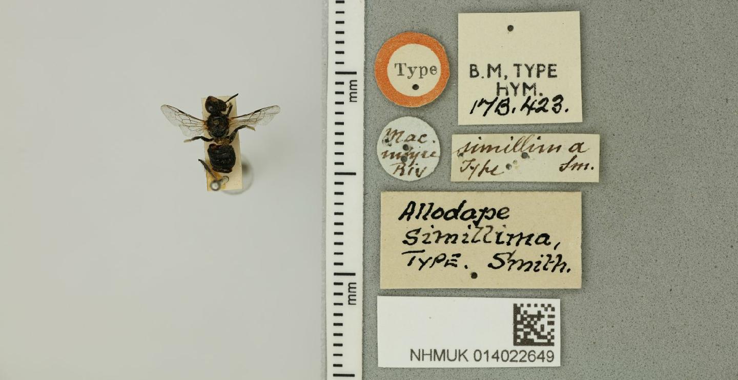 Braunsapis simillima
