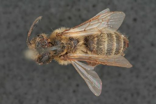 Melitta trimmerana Kirby, 1802 - Melitta_trimmerana-NHMUK010264804-syntype-female-dorsal_habitus-1