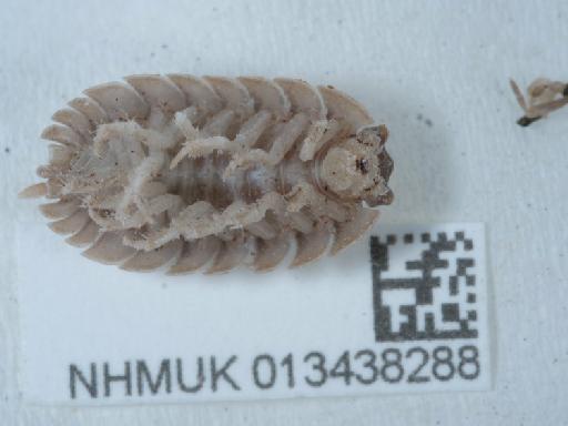 Porcellio dilatatus Brandt, 1831 - 013438288_1