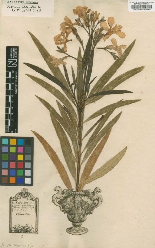 Nerium oleander L. - BM000558145