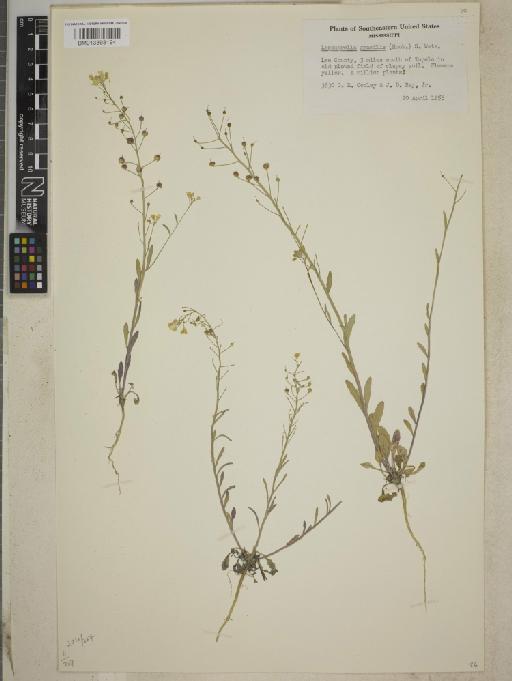Lesquerella gracilis subsp. gracilis - BM013393194