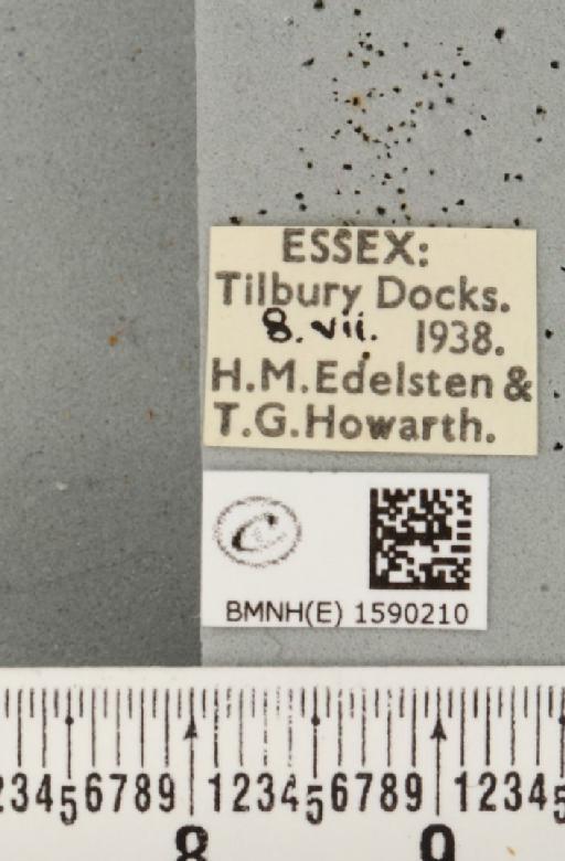 Idaea fuscovenosa (Goeze, 1781) - BMNHE_1590210_label_297488