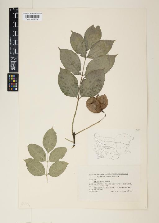 Staphylea pinnata L. - 014629249