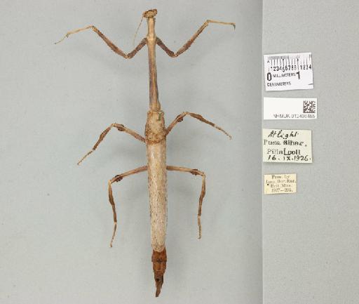 Aethalochroa ashmoliana (Westwood, 1841) - 012496455_118300_89634