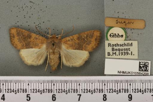 Cirrhia gilvago ab. suffusa Tutt, 1892 - NHMUK_010564208_a_621814