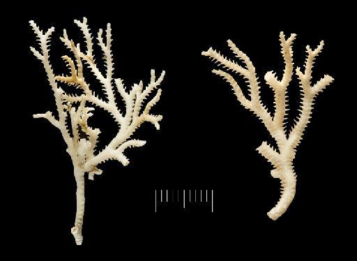 Pseudidmonea fissurata (Busk, 1886) - Hornera_fissurata_1963_2_12_198