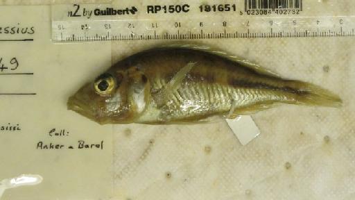 Haplochromis cassius Greenwood & Barel, 1978 - BMNH 1977.1.10.49, HOLOTYPE, Haplochromis cassius b