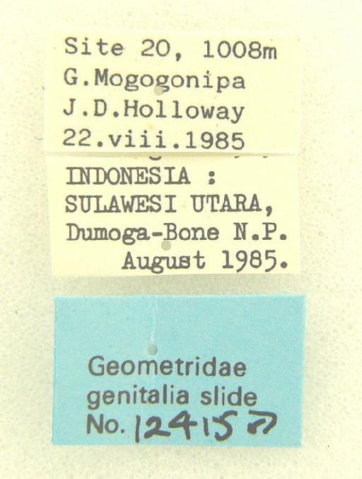 Ectropidia Warren, 1895 - Ectropidia sp 12415 labels