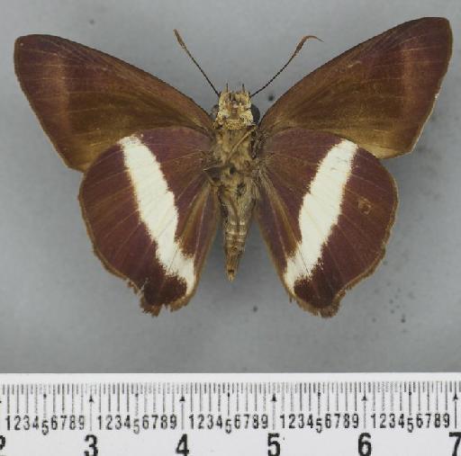 Hasora hurama arua Evans, 1934 - Hasora hurama arua Evans holotype 1623559 ventral