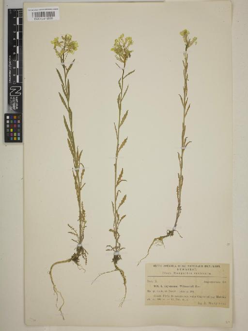 Erysimum wittmannii Zaw. - BM013419500