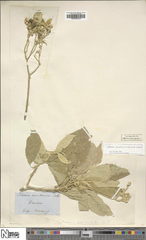 Solanum granuloso-leprosum Dunal - BM000935427