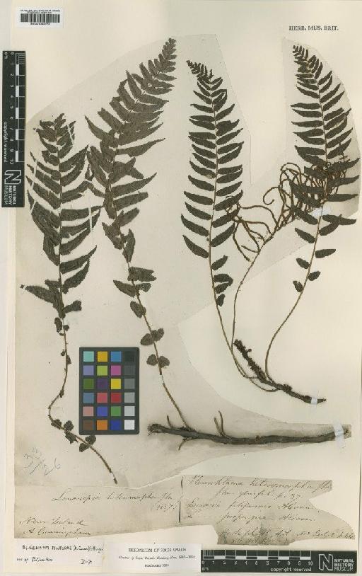 Blechnum filiforme (A.Cunn.) Ettingsh. - BM001048228