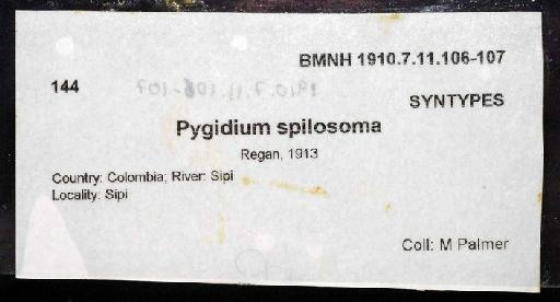 Pygidium spilosoma Regan, 1913 - 1910.7.11.106-107a; Pygidium spilosoma; image of jar label; ACSI project image