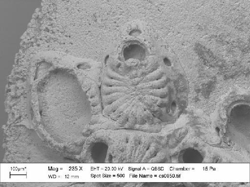 Hexacanthopora kintburiensis Lang, 1916 - D 29070. Hexacanthopora kintburiensis5