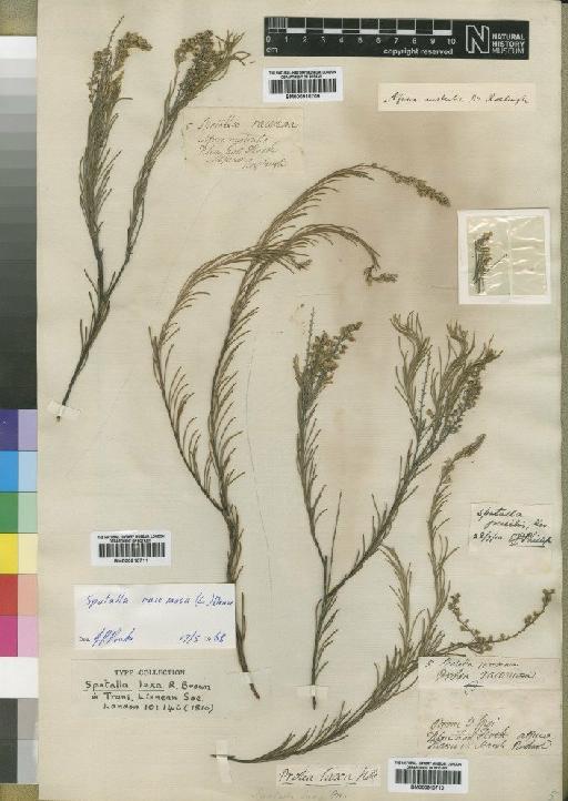 Spatalla racemosa (L.) Druce - BM000910711