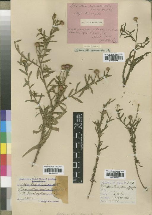 Sphaeranthus peduncularis DC. - BM000903936