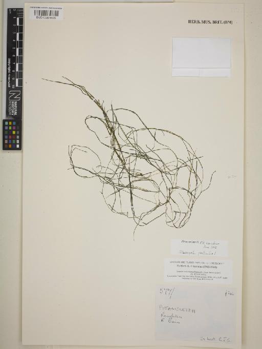 Potamogeton pectinatus L. - BM013391605
