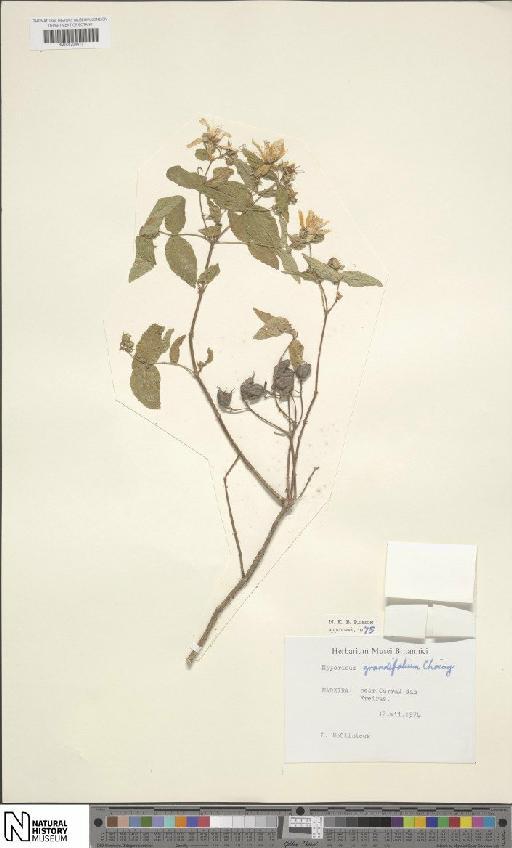 Hypericum grandifolium Choisy - BM001204417