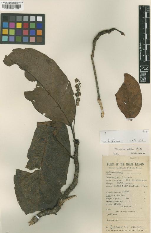 Elaeocarpus validus R.Knuth - BM000528959