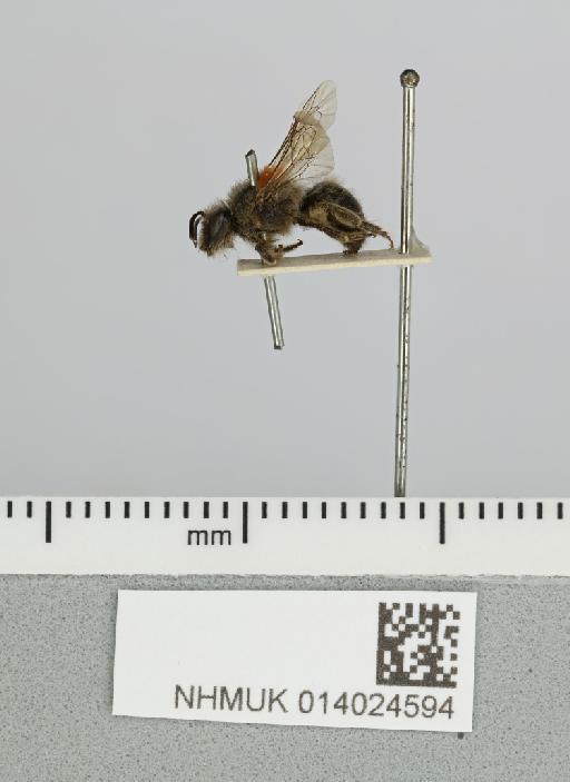 Colletes rhodaspis Cockerell, 1909 - 014024594__-