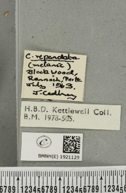 Alcis repandata repandata (Linnaeus, 1758) - BMNHE_1921129_label_476925