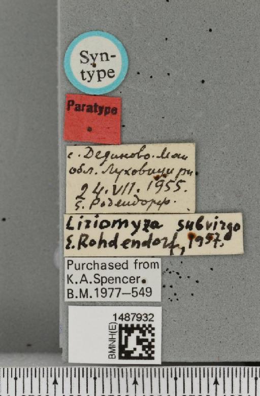 Liriomyza subvirgo Rohdendorf-Holmanova, 1960 - BMNHE_1487932_label_51771