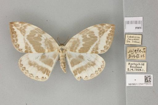 Cyclidia nigralbata Warren, 1914 - 014172923_Cyclidia_nigralbata_dorsal_habitus