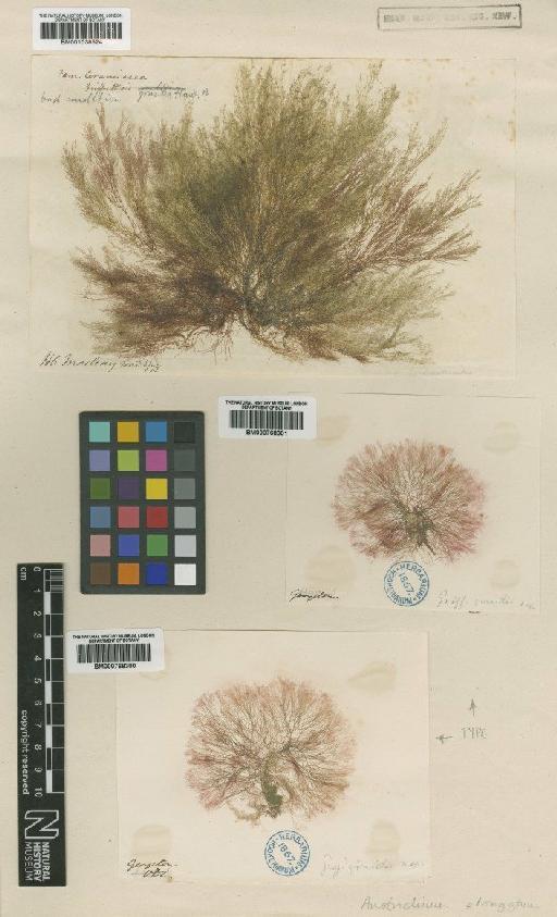 Anotrichium elongatum (Harv.) Baldock - BM001038524