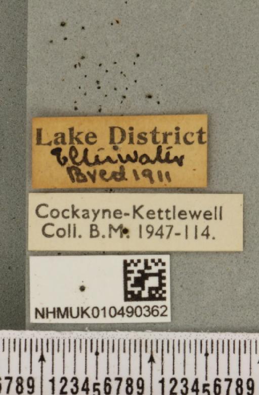 Abrostola triplasia (Linnaeus, 1758) - NHMUK_010490362_label_552741