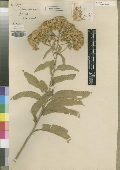 Vernonia amygdalina Delile - BM000629316