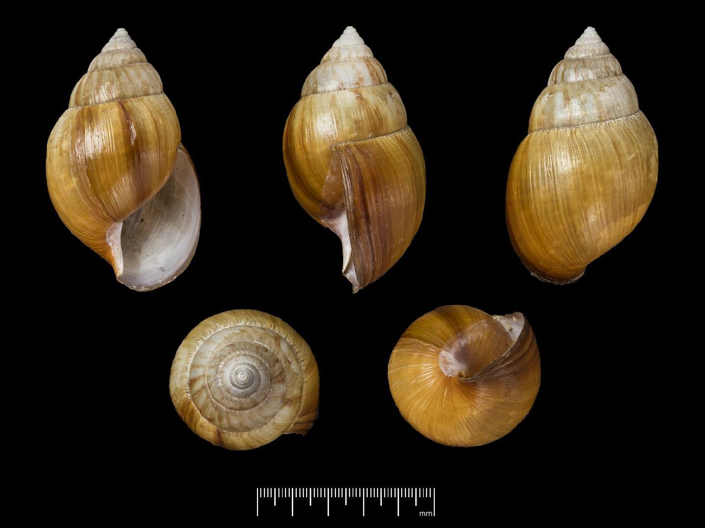 To NHMUK collection (Achatina bayaona Morelet, 1866; SYNTYPE; NHMUK:ecatalogue:7785552)