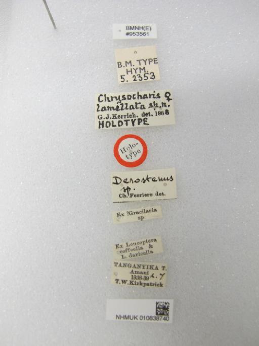 Apleurotropis lamellata (Kerrich, 1969) - 010838740_Apleurotropis_lamellata_HT-5-2353_labels