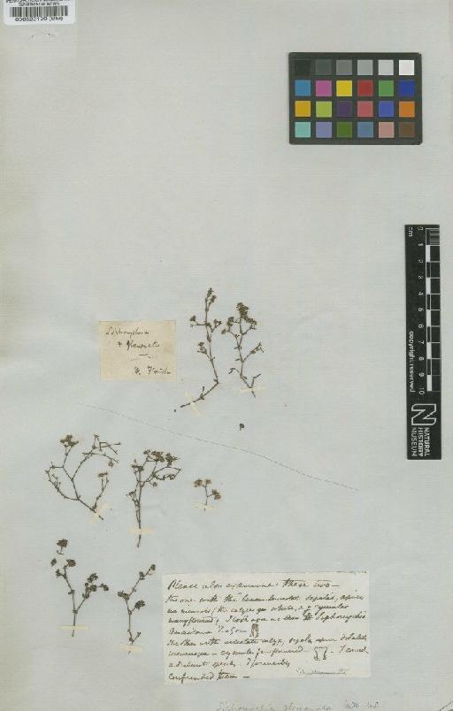 Siphonychia glomerata Nutt - BM000522130