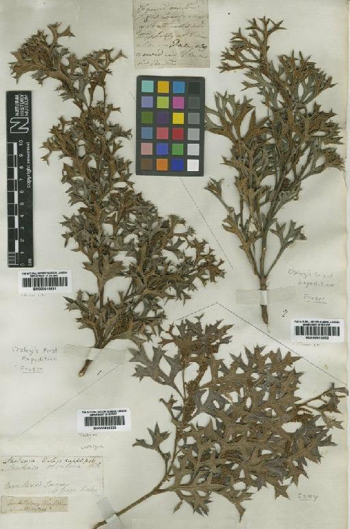 Grevillea ramosissima Meisn. - BM000915631