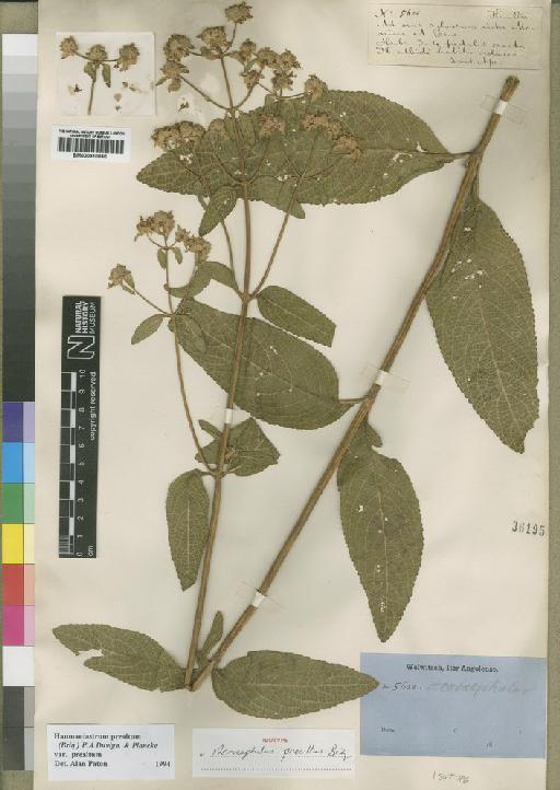 Haumaniastrum praealtum var. praealtum (Briq) P.A.Duvign. & Plancke - BM000910040