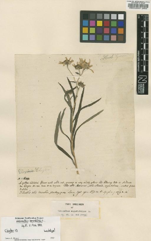 Helianthus angustifolius L. - BM000032582