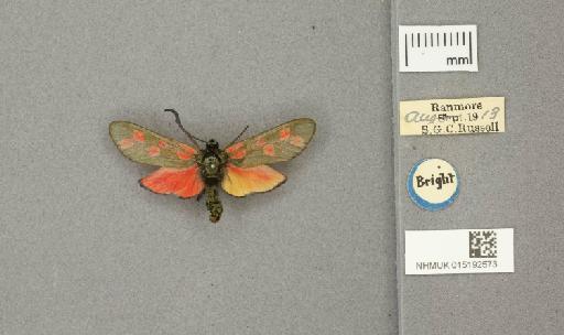 Zygaena (Zygaena) filipendulae stephensi Dupont, 1900 - 015192573_775459_1085133