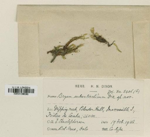 Bryum pseudotriquetrum (Hedw.) P.Gaertn., B.Mey. & Scherb. - BM001086083