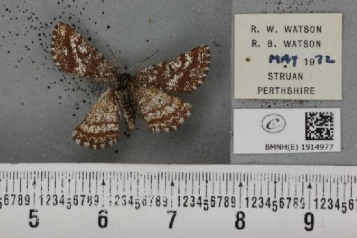 Ematurga atomaria (Linnaeus, 1758) - BMNHE_1914977_487388