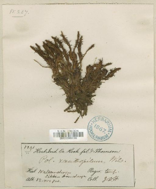 Polytrichastrum xanthopilum (Wilson ex Mitt.) G.L.Sm. - BM000986030