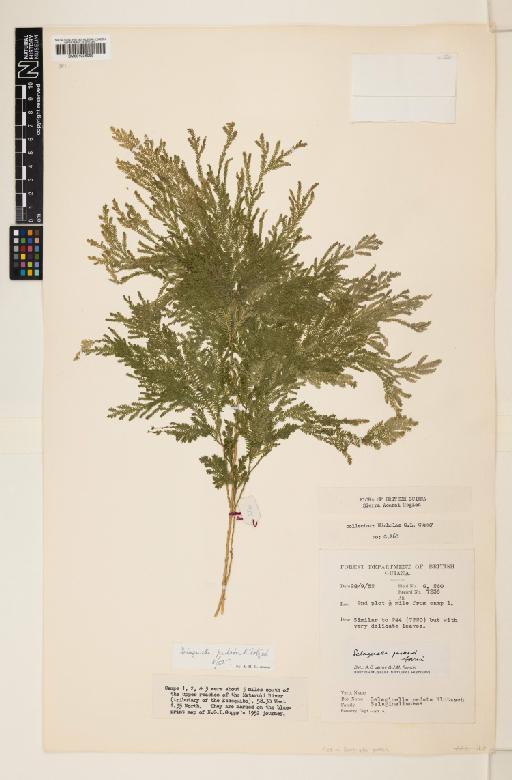 Selaginella parkeri (Hook. & Grev.) Spring - 001026099