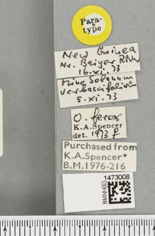 Ophiomyia ferox Spencer, 1977 - BMNHE_1473008_label_47392