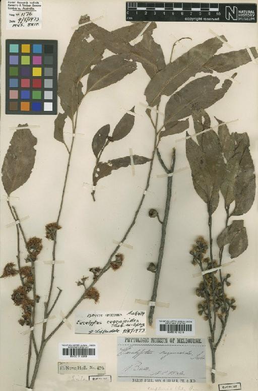 Eucalyptus eugenioides Sieber - BM001015209