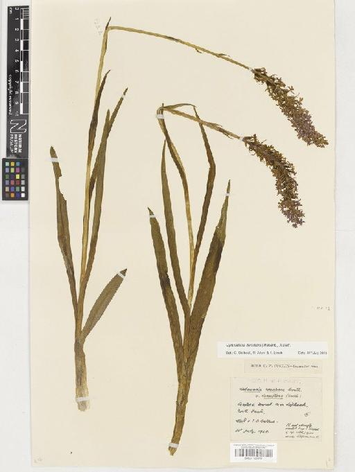 Gymnadenia densiflora (Wahlenb.) A.Dietr. - BM001130310