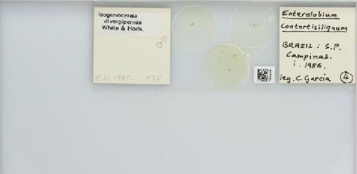 Isogonoceraia divergipennis White & Hodkinson, 1980 - 013482973_117198_1146273_157792_NonType_result