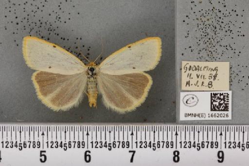 Cybosia mesomella (Linnaeus, 1758) - BMNHE_1662026_258335