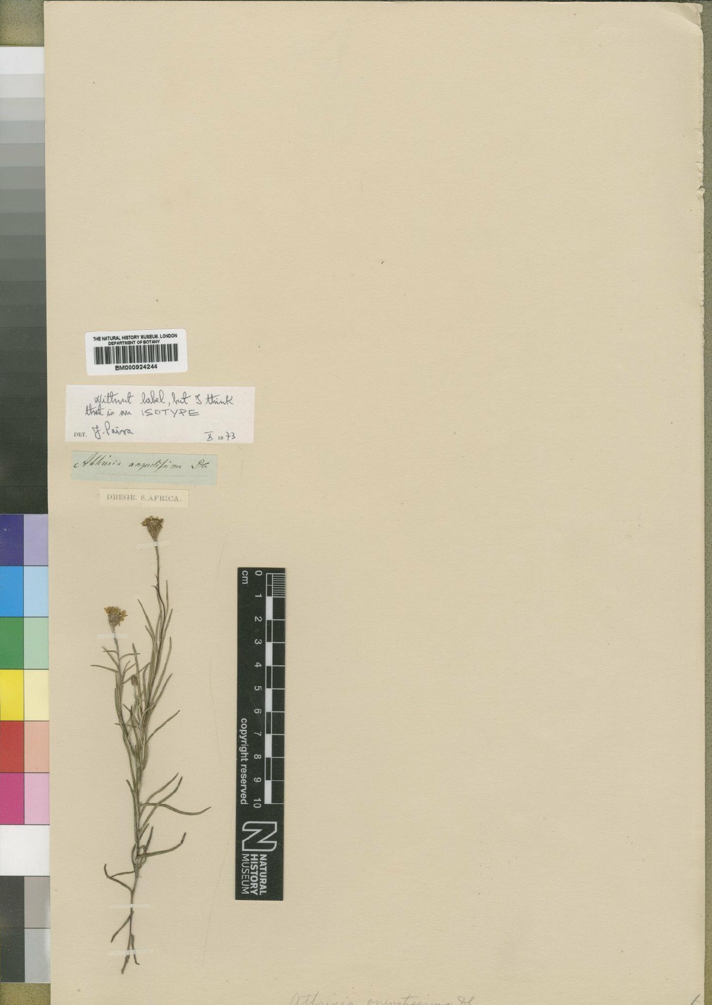 To NHMUK collection (Athrixia angustissima DC.; Isotype; NHMUK:ecatalogue:4529272)