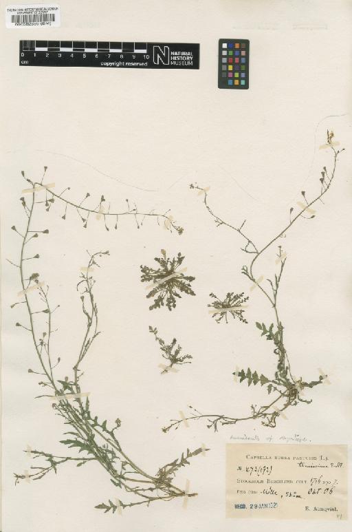 Capsella bursa-pastoris (L.) Medik. - BM000582859
