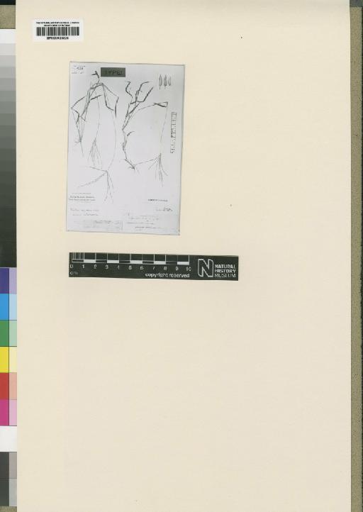 Digitaria horizontalis Willd. - BM000923325